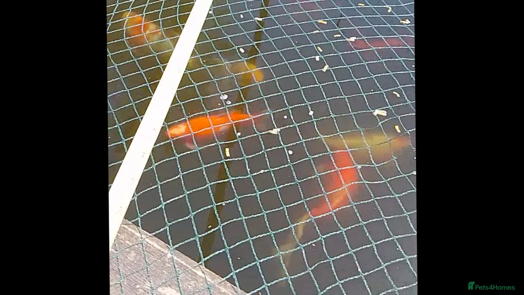 Koi Carp fish for sale: Pond fish mixed ages and sizes in Lancing - Advert 2