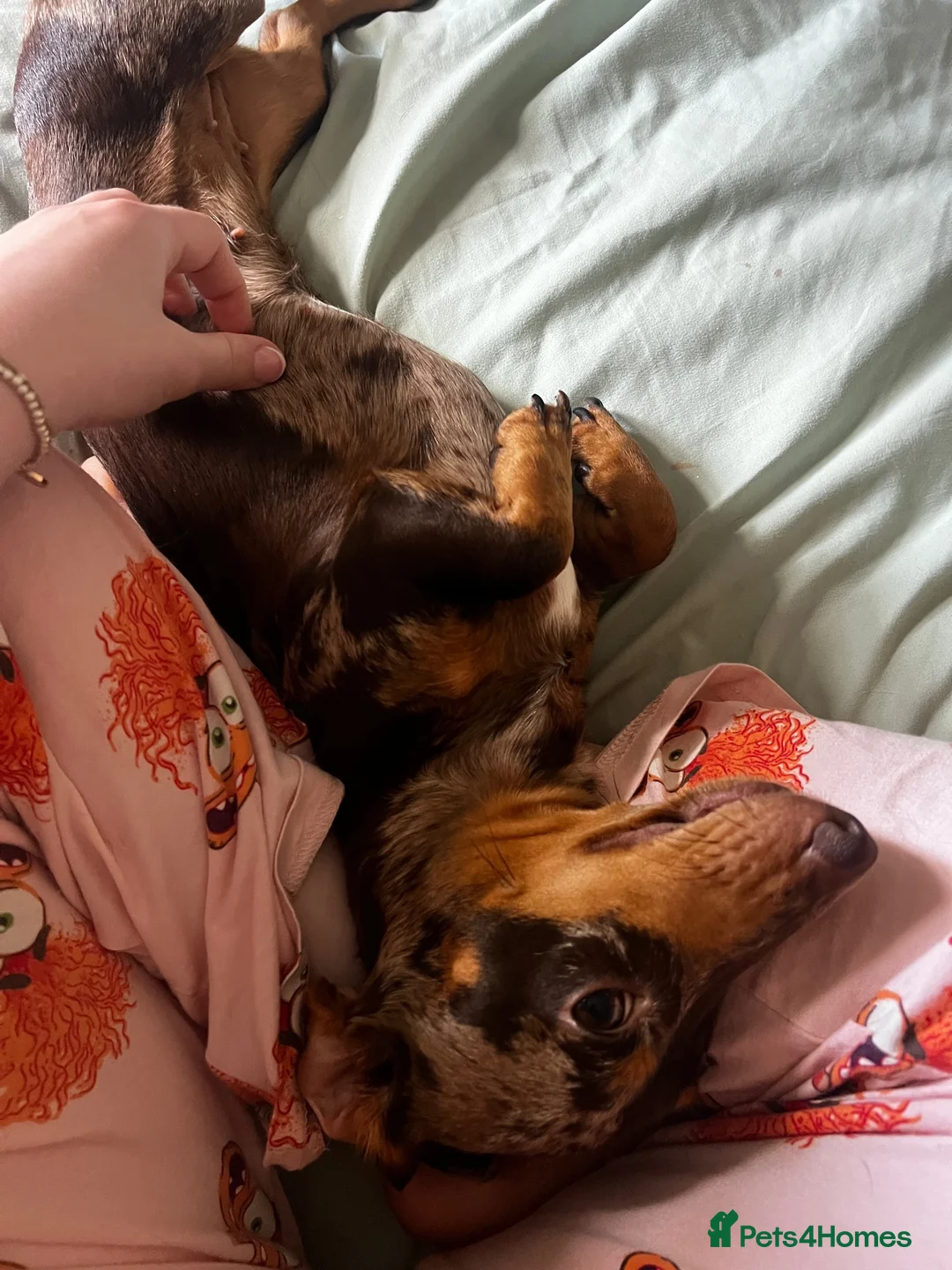 Miniature Dachshund dogs for sale: Female dachshund 1 year 3 months - Advert 2