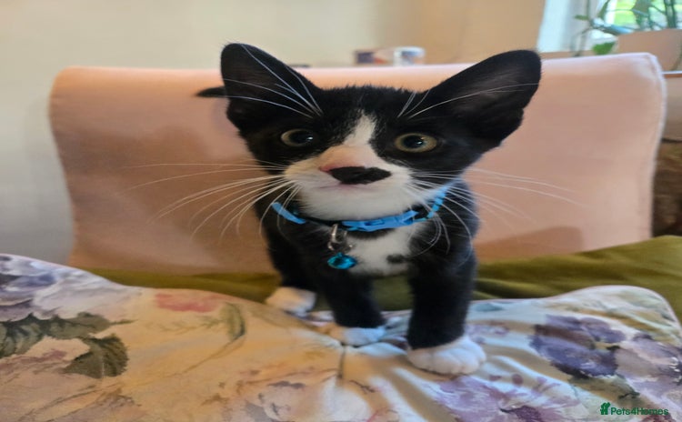Mixed Breed cats - Advert 12