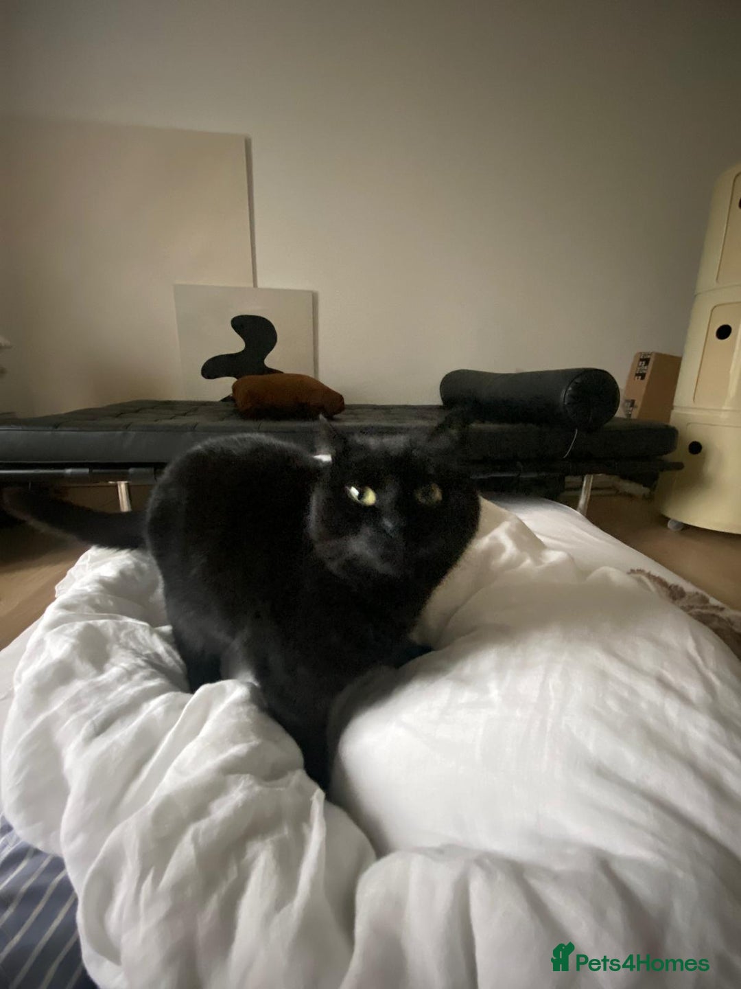 British Shorthair cats for sale: Kuro - Black British Shorthair - Advert 9