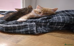 Mixed Breed cats for sale: Ragdoll cross kittens - Image 7