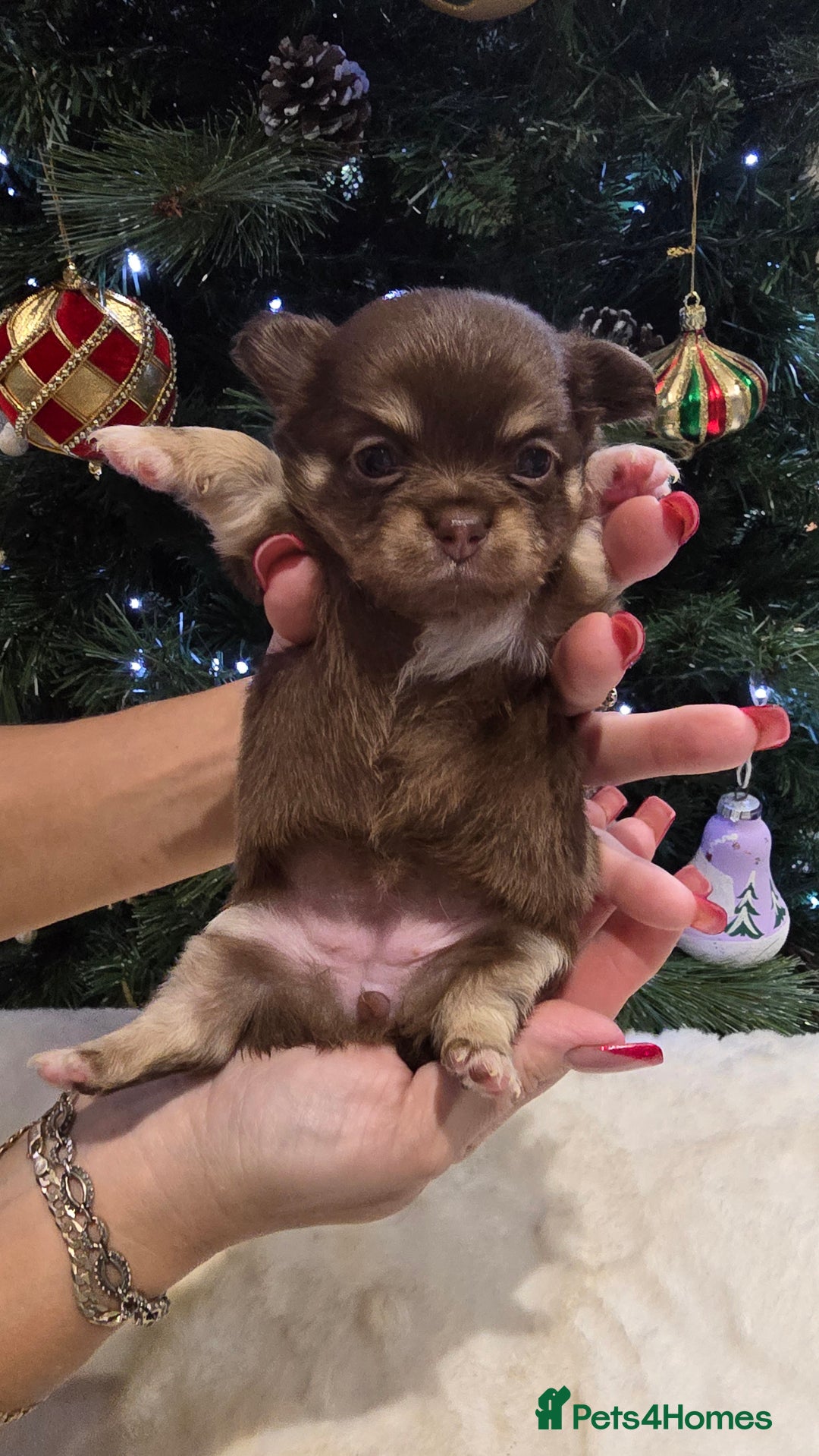 Chihuahua dogs for sale: Chihuahua puppies Russian ancestry with perfect bo - Advert 14
