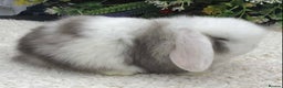 Mini Lop rabbits for sale: Mini lop buck - Advert 4