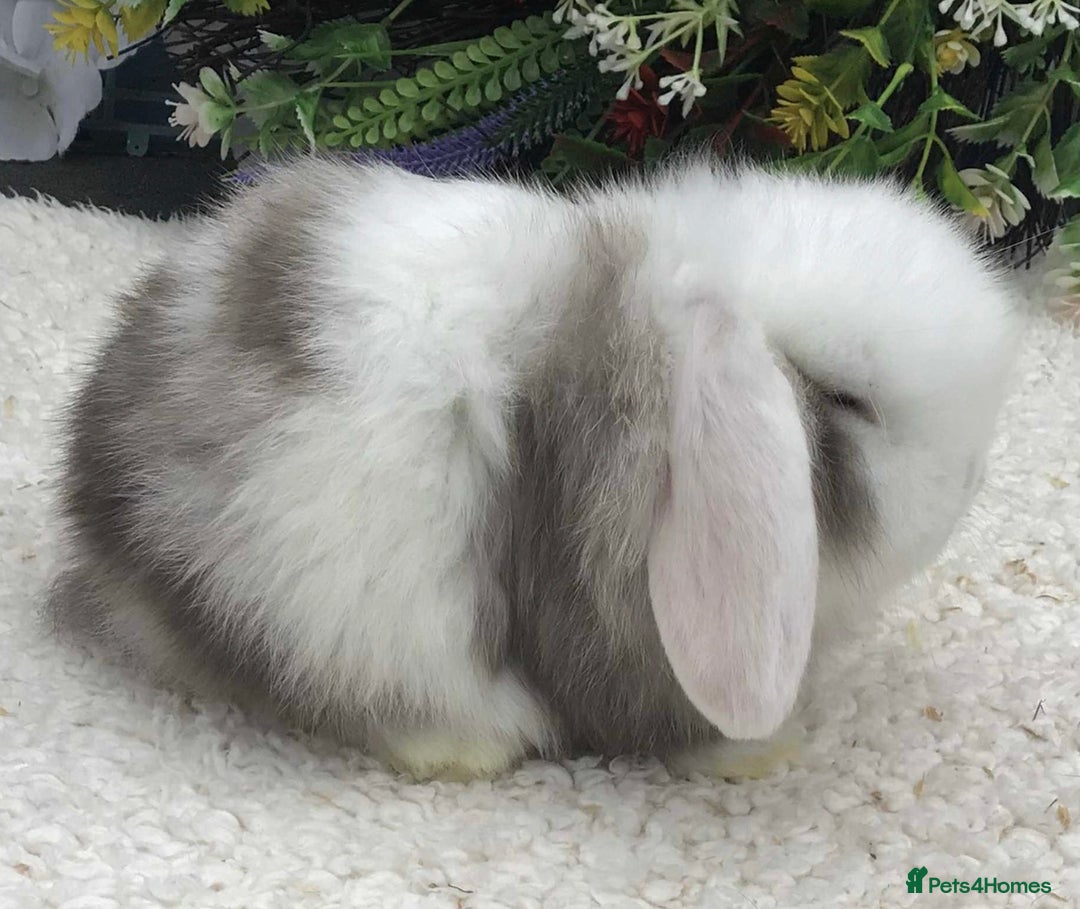 Mini Lop rabbits for sale: Mini lop buck - Advert 4