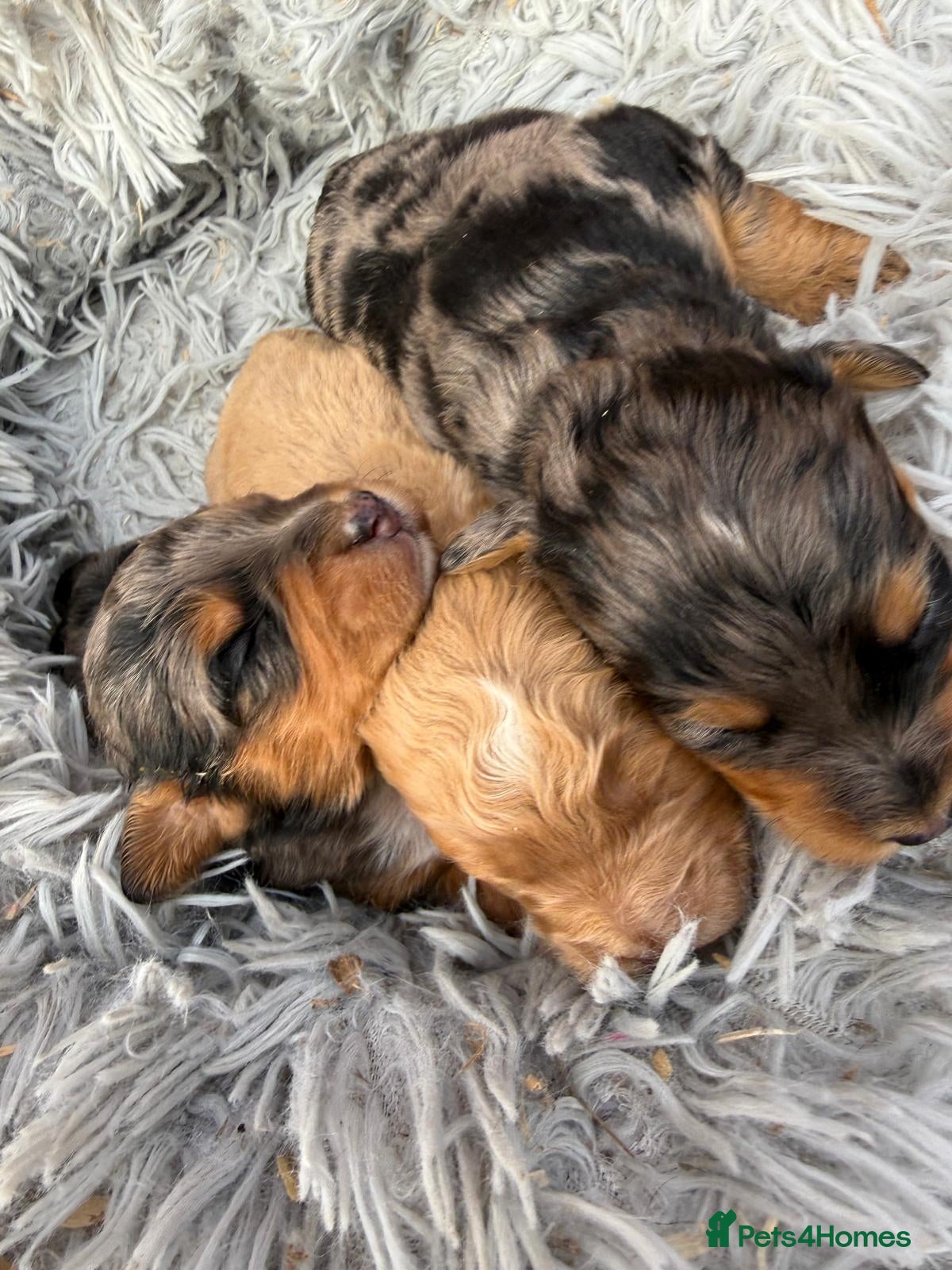 Cockapoo dogs for sale: Stunning Toy Cockapoo Puppies  - Advert 2