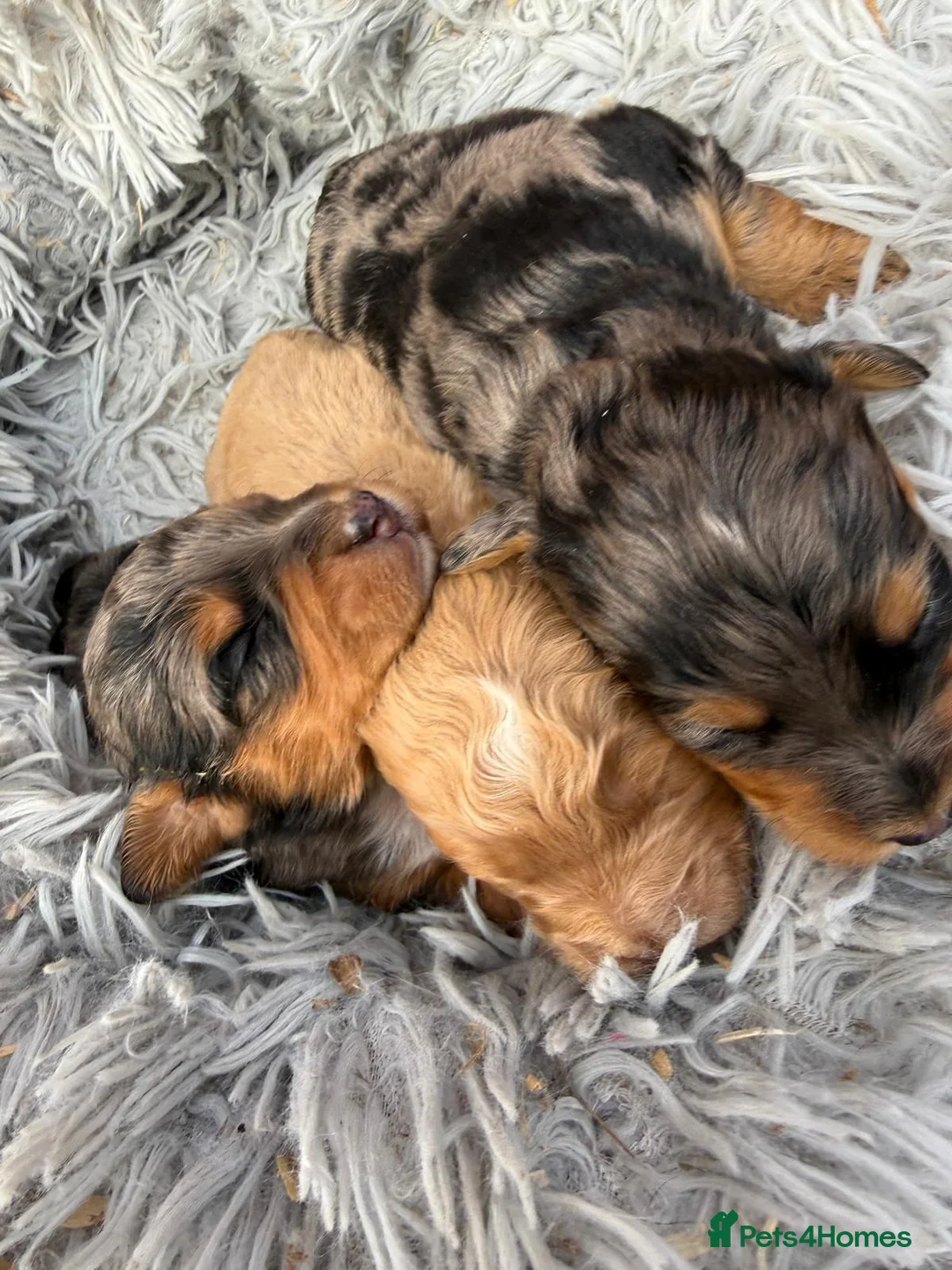 Cockapoo dogs for sale: Stunning Toy Cockapoo Puppies  - Advert 2