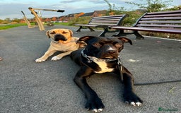 Cane Corso dogs for sale: Cane Corso Puppies for Sale - Image 21