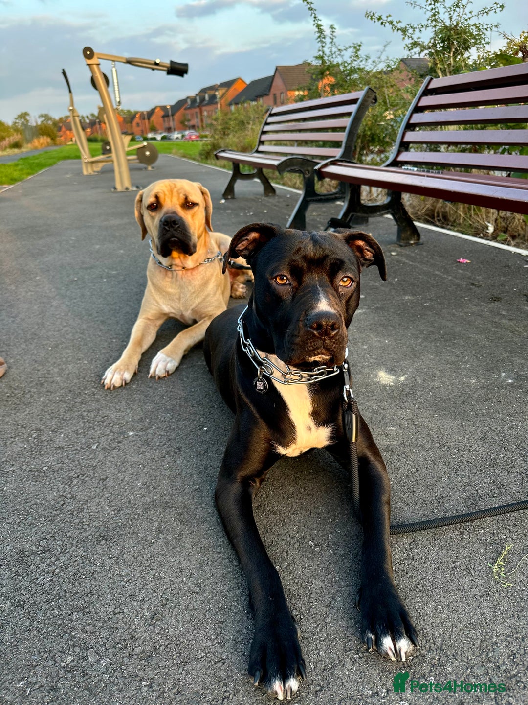 Cane Corso dogs for sale: Cane Corso Puppies for Sale - Image 21