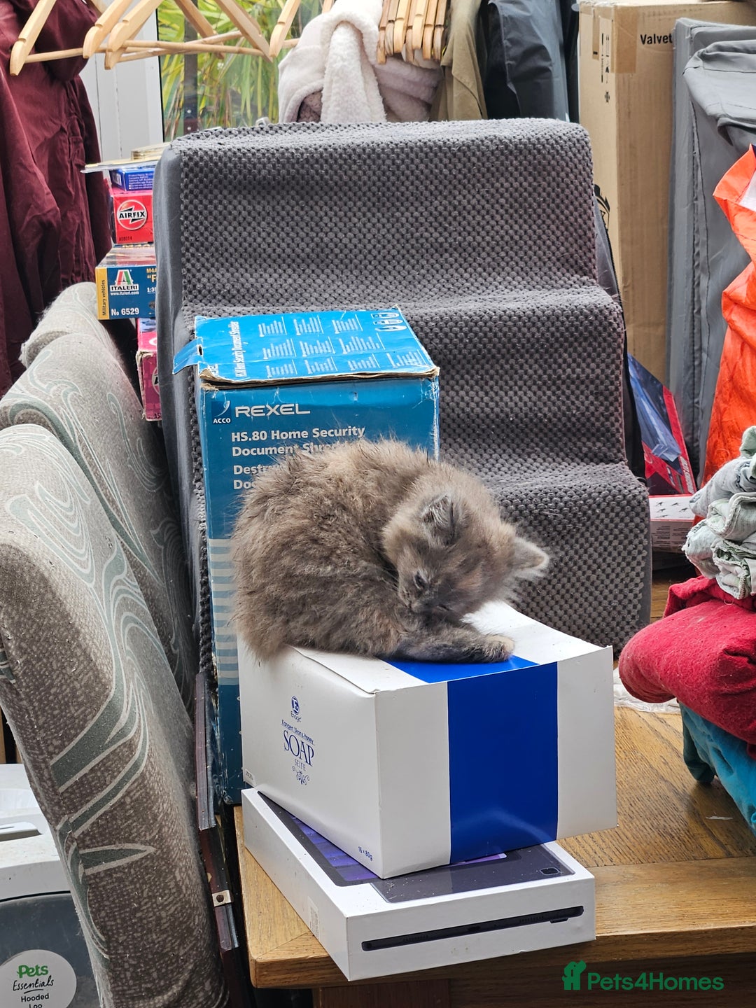 Mixed Breed cats for sale: Female fluffy kitten for sale  - Image 6