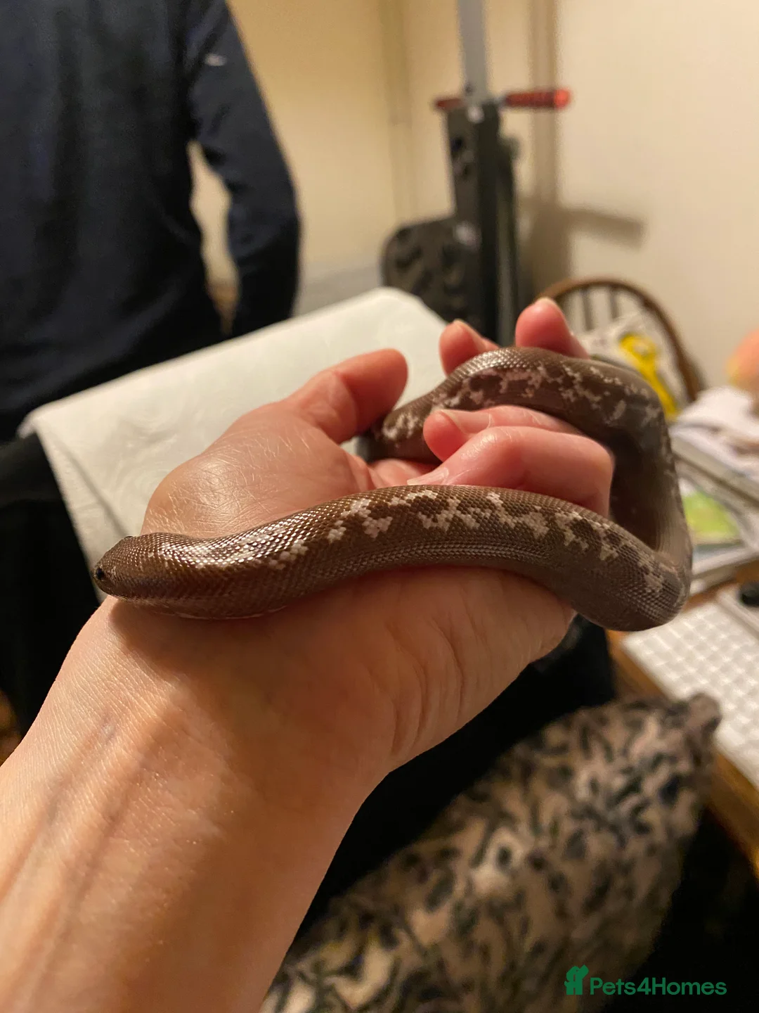Boa Snake reptiles for sale: Female Kenyan Sand Boa for sale - Advert 3