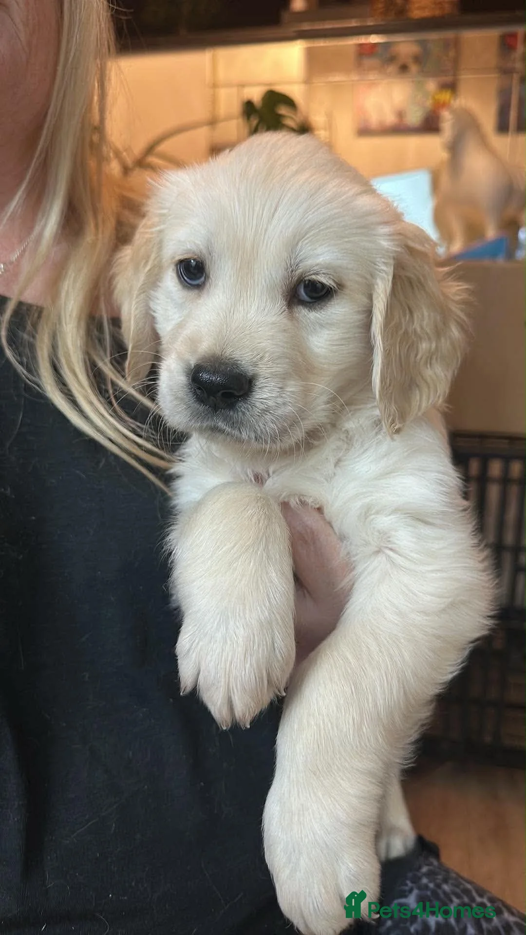 Golden Retriever dogs for sale: White/cream golden retrievers - Advert 2