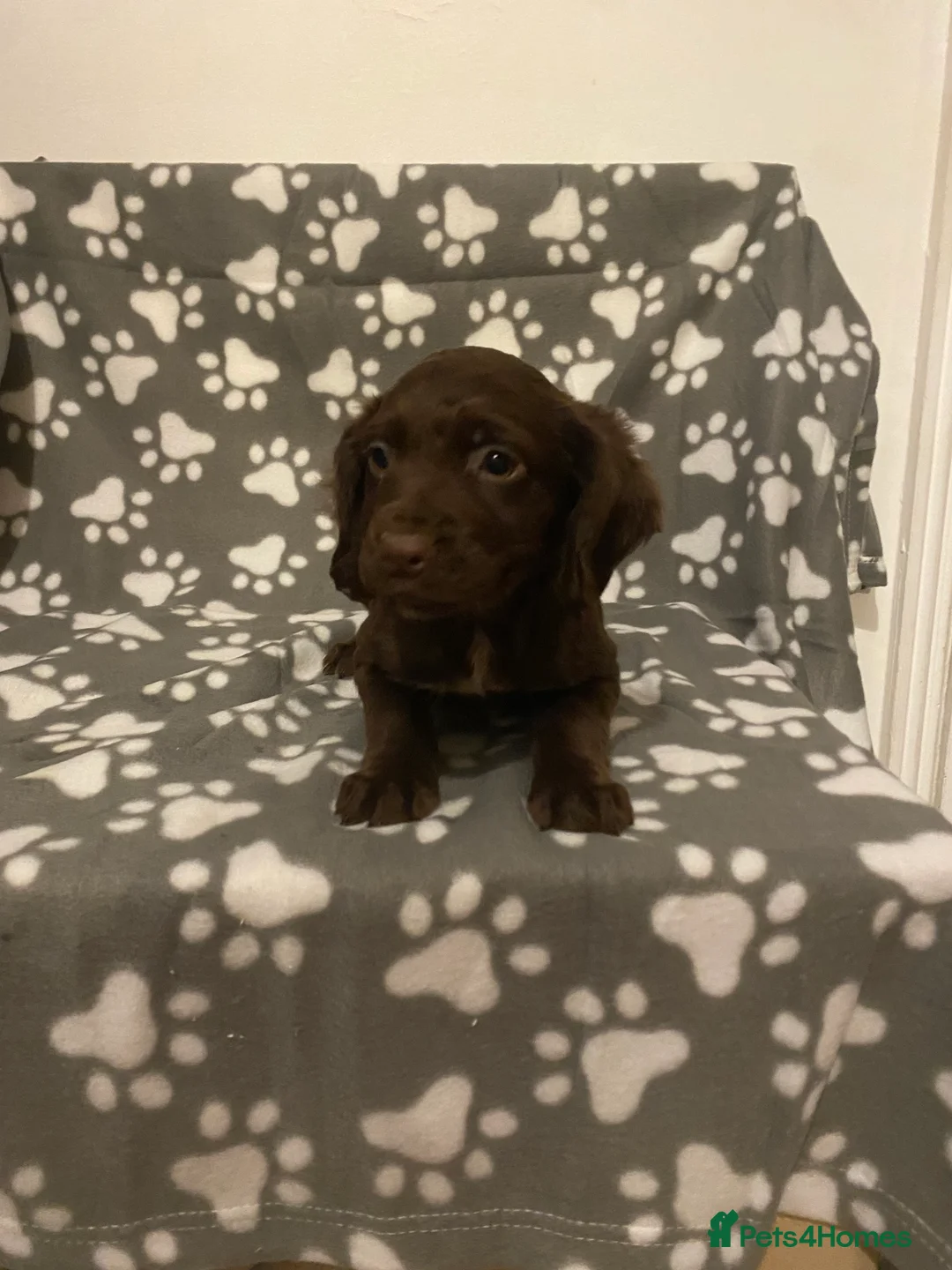 Cocker Spaniel dogs for sale: Quality kc working puppies  - Advert 4