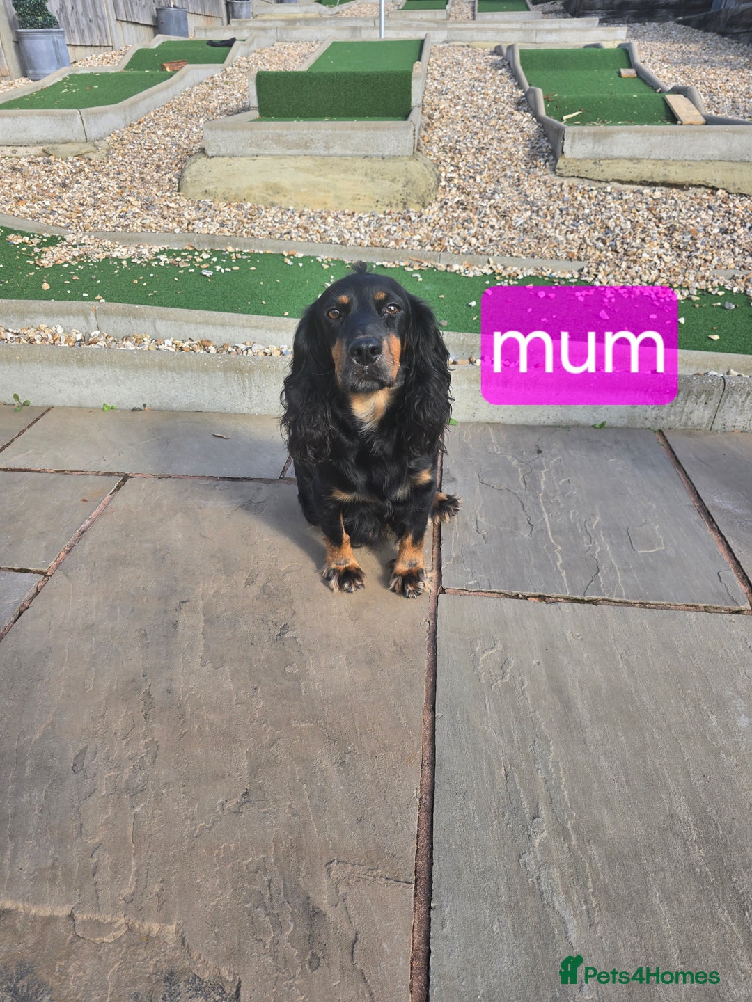 Cocker Spaniel dogs for sale: Cocker spaniel puppies  - Image 16