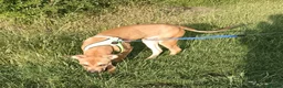 Mixed Breed dogs for sale: Sweet boy  - Advert 2