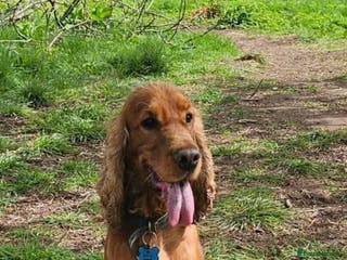 Cocker Spaniel dogs Show cocker spaniel for stud - Advert 19