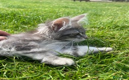 Maine Coon cats for sale: Xl Stunning Maine coon kittens  - Image 13