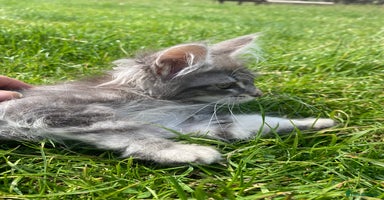 Maine Coon cats - Advert 2