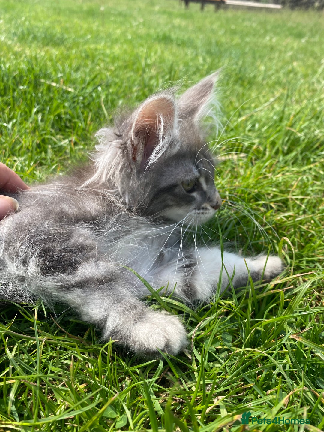 Maine Coon cats for sale: Xl Stunning Maine coon kittens  - Image 13