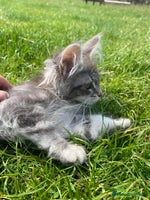 Maine Coon cats - Advert 15