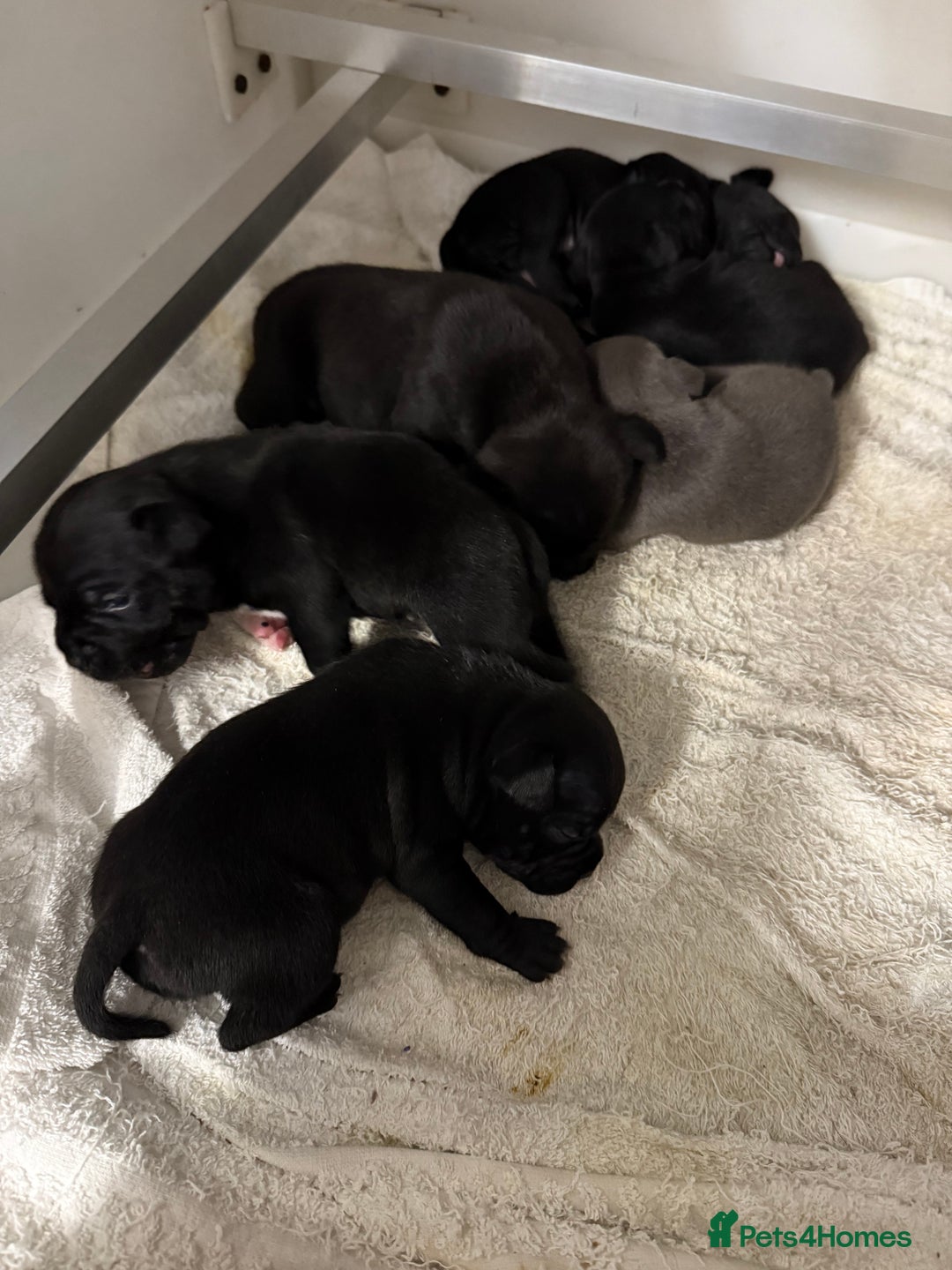 Staffordshire Bull Terrier dogs for sale: Staffordshire bull terrier puppies kc papered - Advert 5
