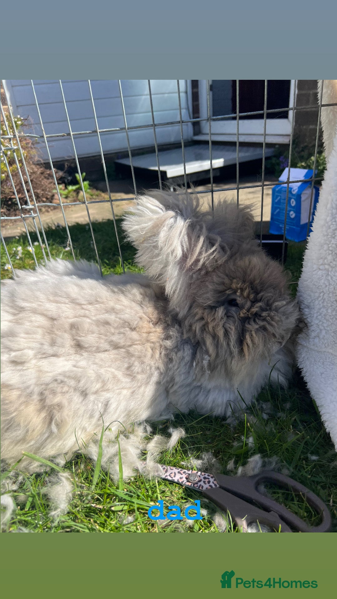 Full Grown Angora Rabbit Angora Rabbits Near Me 2+ Thousand Angora
