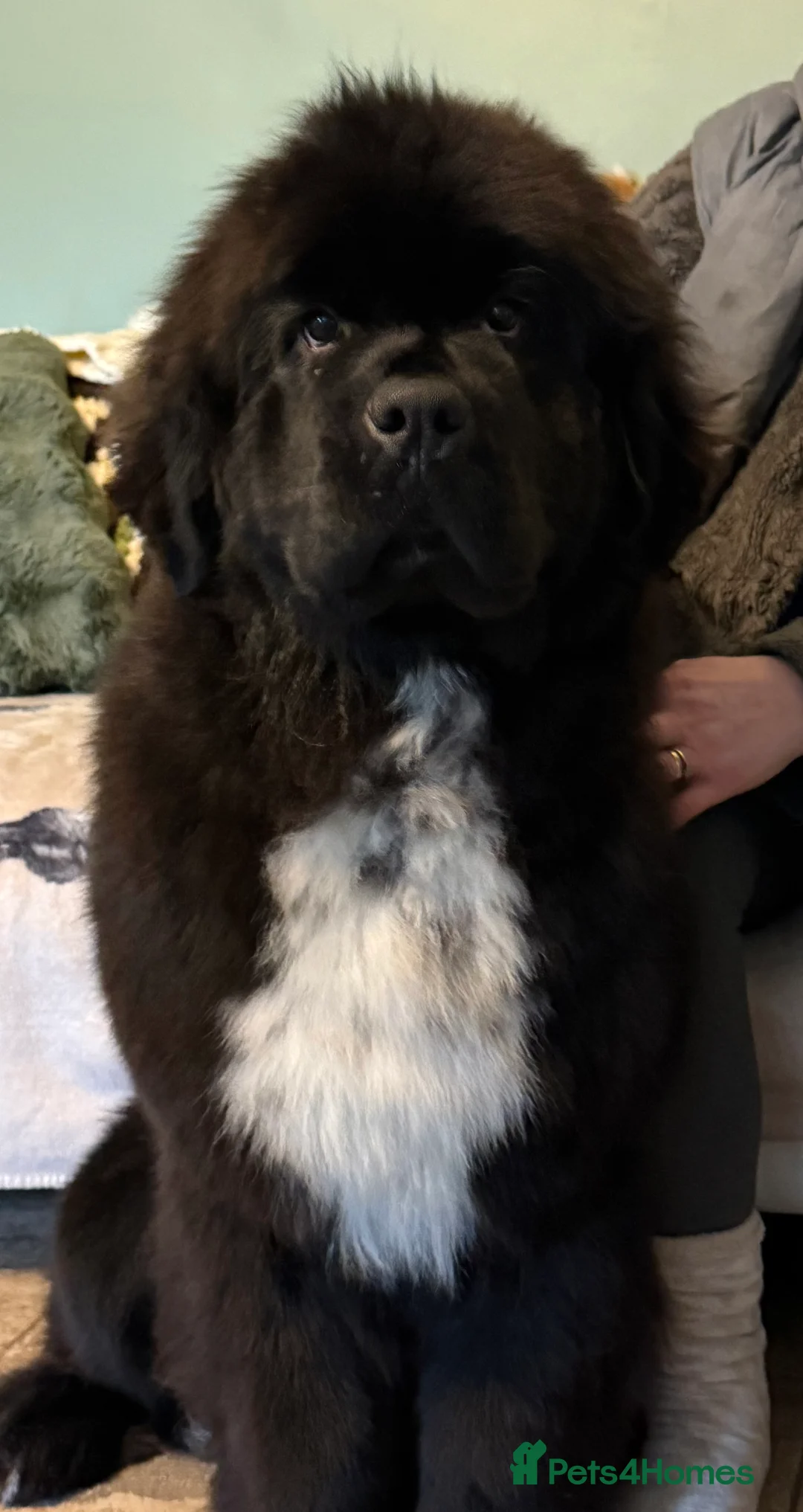 Newfoundland dogs for sale: Beautiful Newfoundland female  - Advert 2