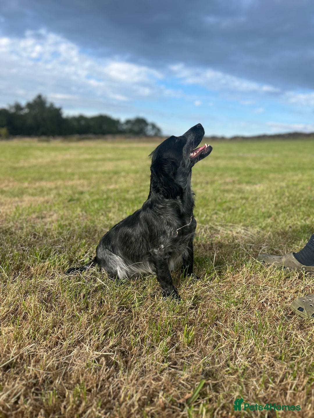 Cocker Spaniel dogs for sale: Gorgeous Blue Roan Cocker Spaniel Puppies  - Image 8