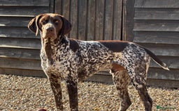 German Shorthaired Pointer dogs for stud: For Stud GSP Liver & White in Bracknell - Image 11