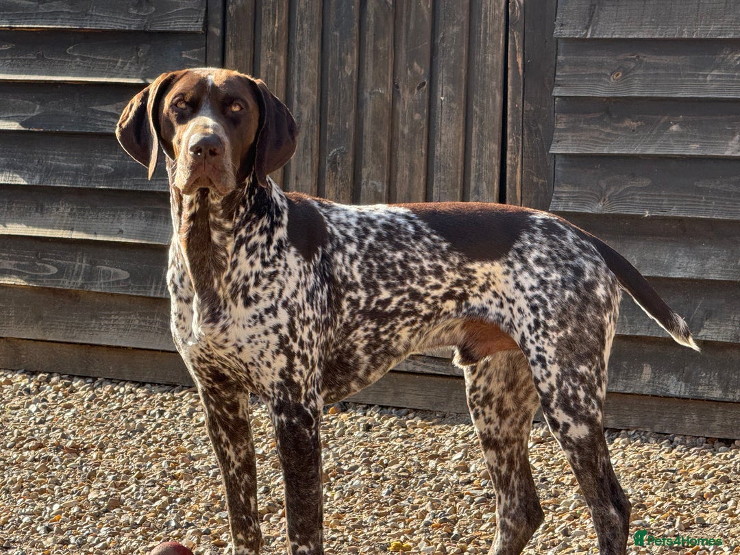 German Shorthaired Pointer dogs for stud: For Stud GSP Liver & White in Bracknell - Image 11