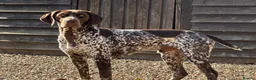 German Shorthaired Pointer dogs for stud: For Stud GSP Liver & White - Advert 18