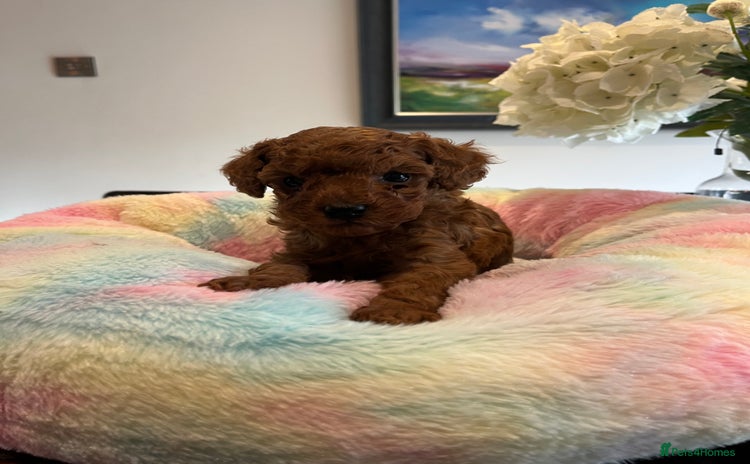Toy Poodle dogs Adorable Deep Red KC Reg Toy Poodles  - Advert 7