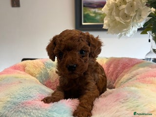 Toy Poodle dogs Adorable Deep Red KC Reg Toy Poodles - Advert 17