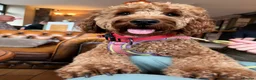 Cockapoo dogs for stud: RED Cockapoo dog for STUD *not for sale* in Bristol - Advert 2