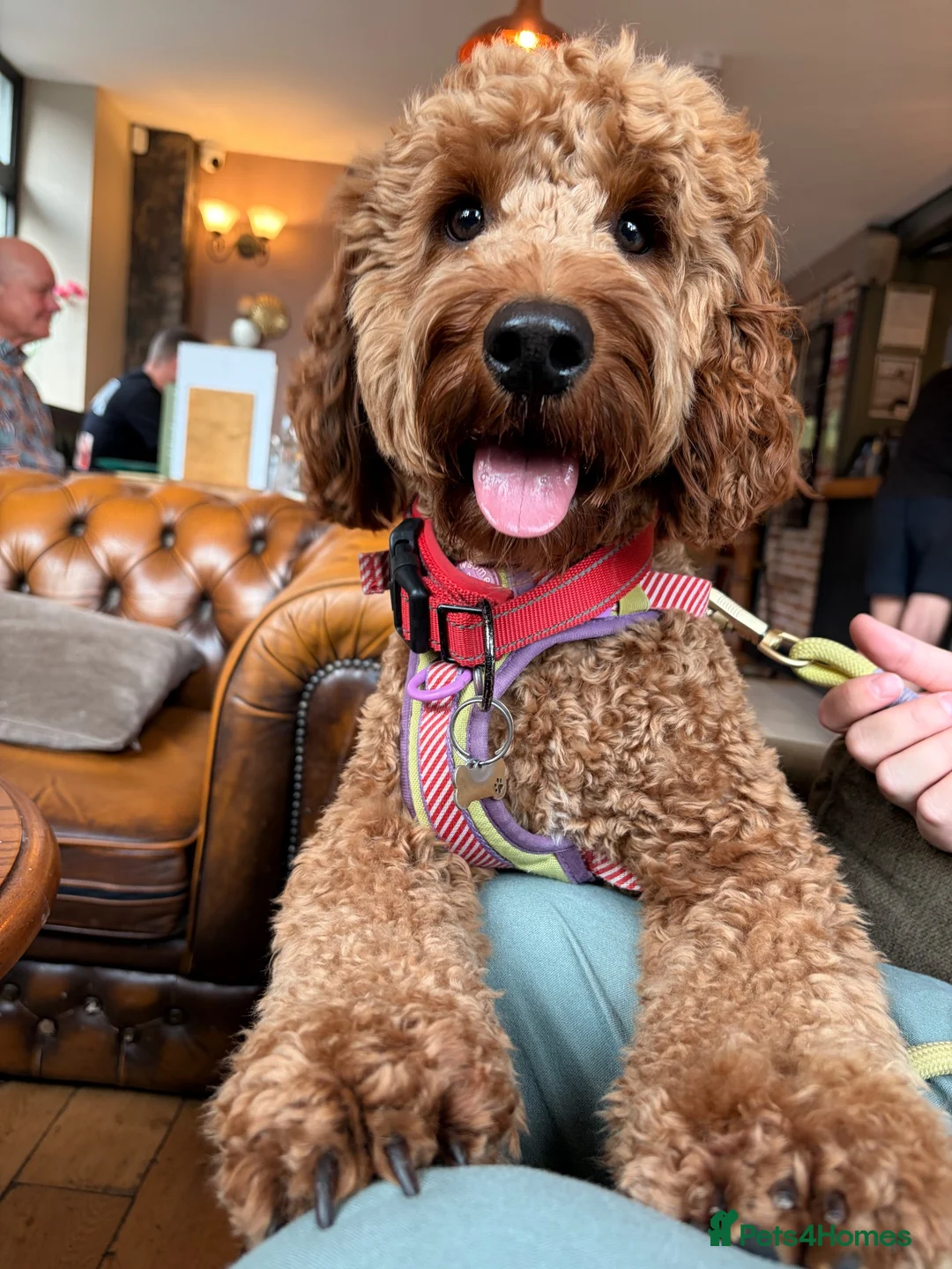 Cockapoo dogs for stud: RED Cockapoo dog for STUD *not for sale* in Bristol - Advert 2