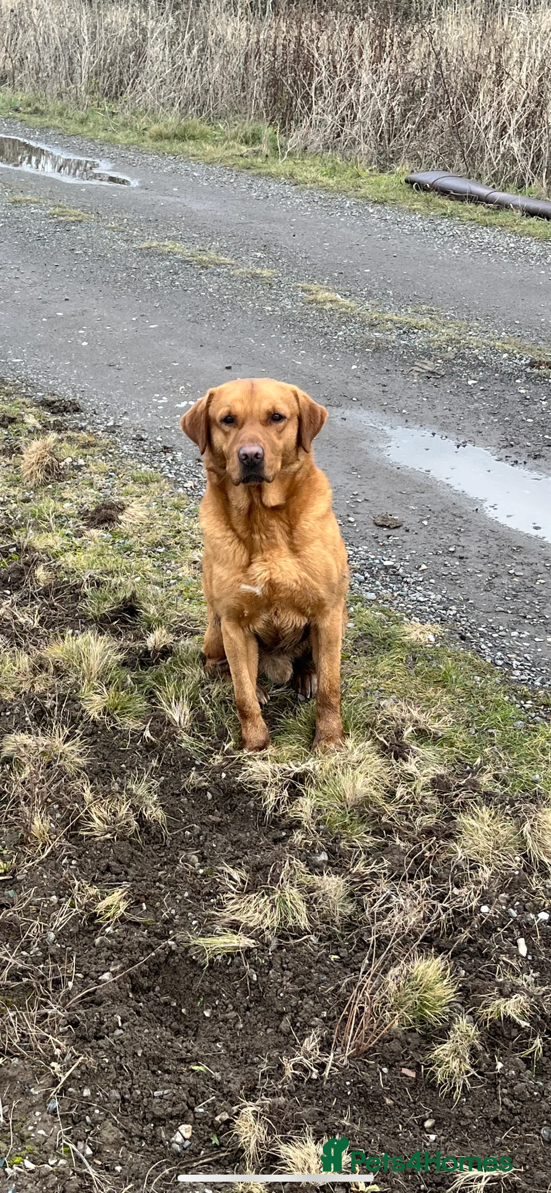 Labrador Retriever dogs for stud: Fox Red Labrador Stud (Proven) in Chelmsford - Advert 5