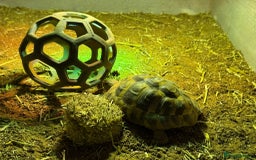 Tortoise reptiles for sale: 2 tortoises for sale  - Image 3
