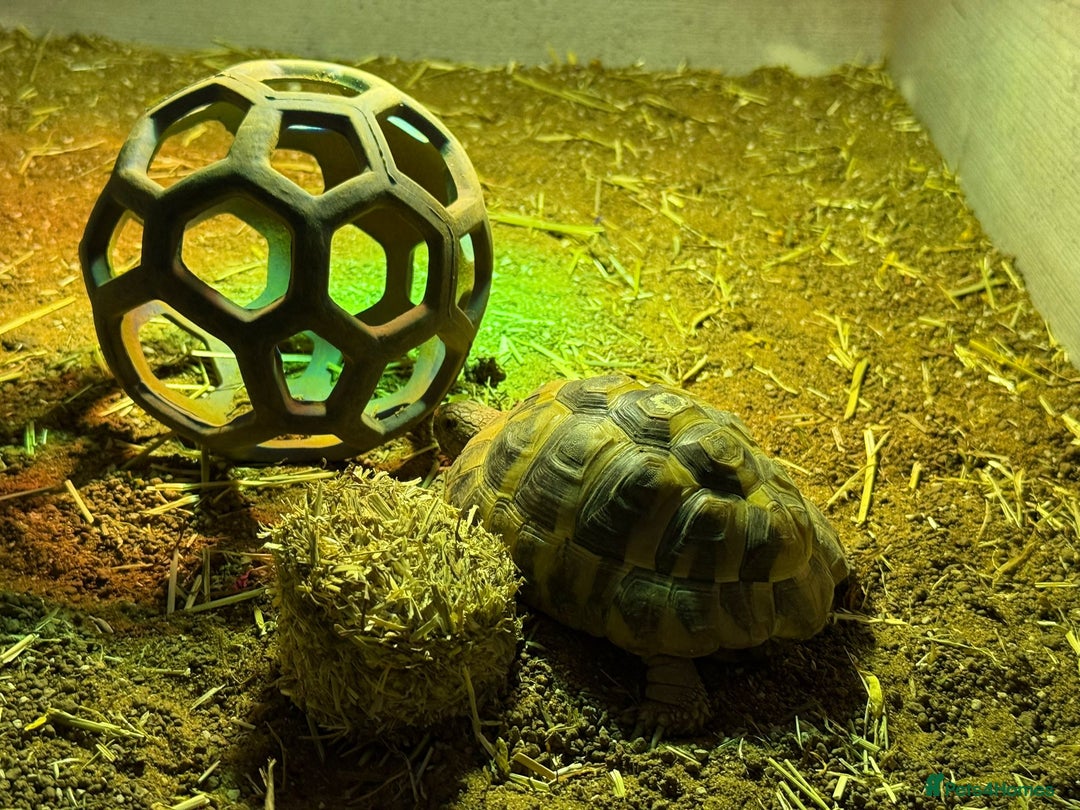 Tortoise reptiles for sale: 2 tortoises for sale  - Image 3