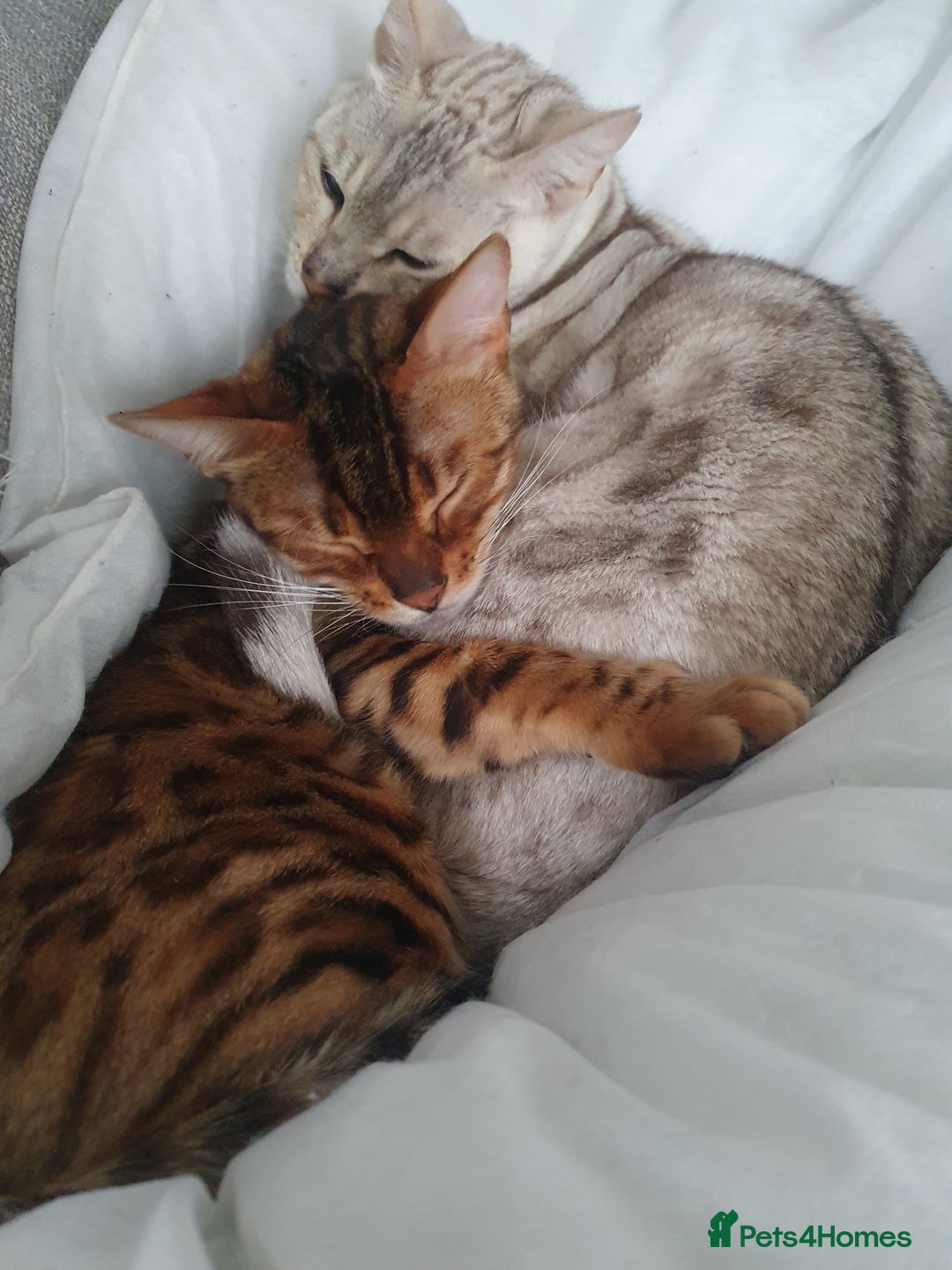 Bengal cats for sale: Mother and daughter bengal for rehoming  - Image 5