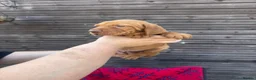Hungarian Vizsla dogs for sale: Outstanding Kc registered Hungarian vizsla - Advert 6
