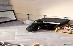 Mini Lion Lop rabbits for sale: 1 Year Old Neutered Male Mini Lionhead Rabbit  - Image 18