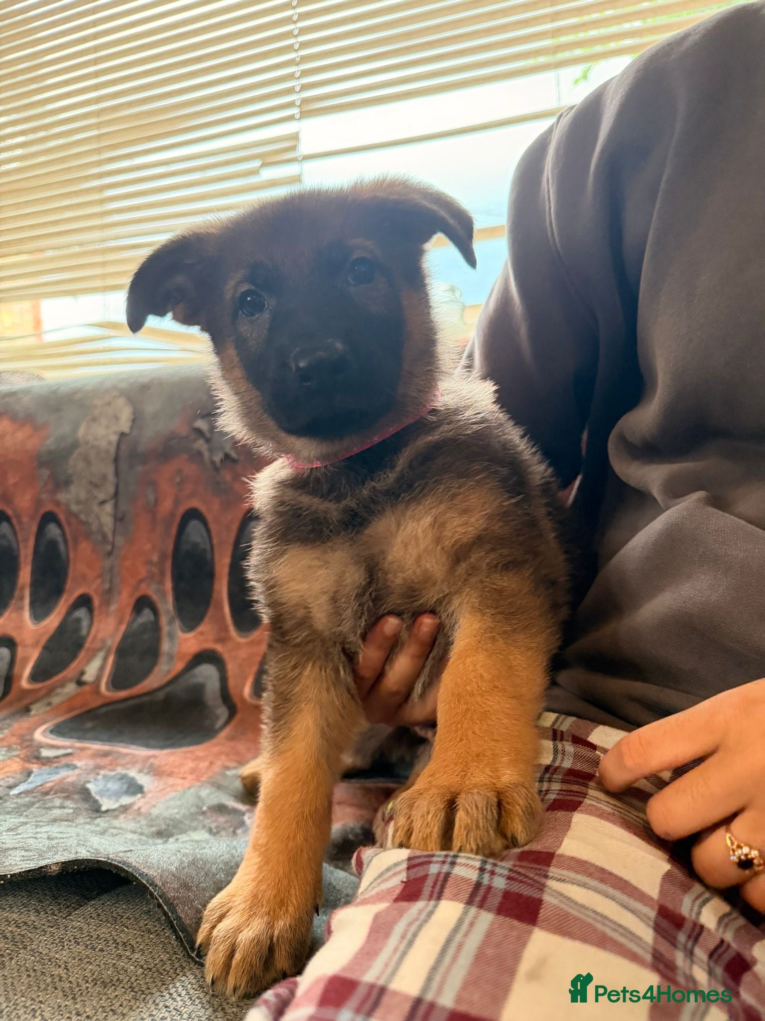 German Shepherd dogs for sale: Beautiful German Shepherd Pups  - Advert 22