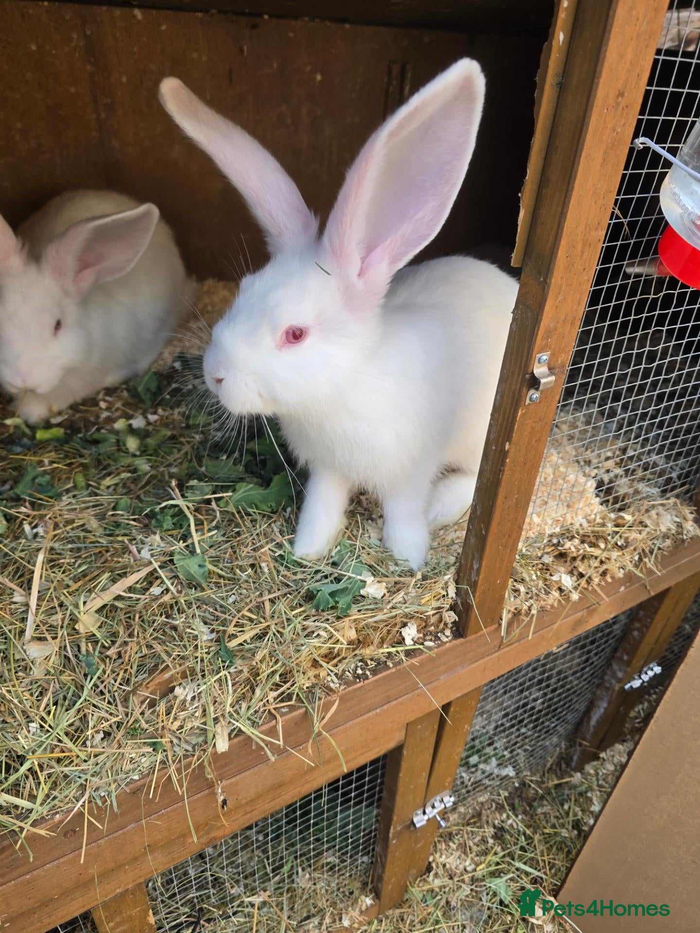 Continental Giant rabbits Continental Giant Rabbit Kits Bookings Now Open 🐰 - Advert 2