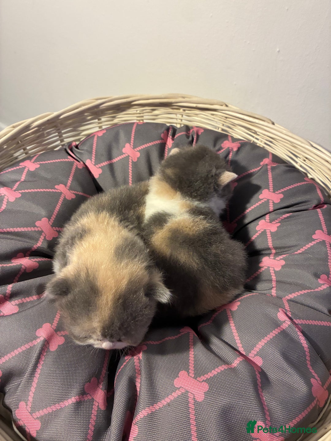 British Shorthair cats for sale: 5 BSH TICA REGISTERED KITTENS - Advert 15