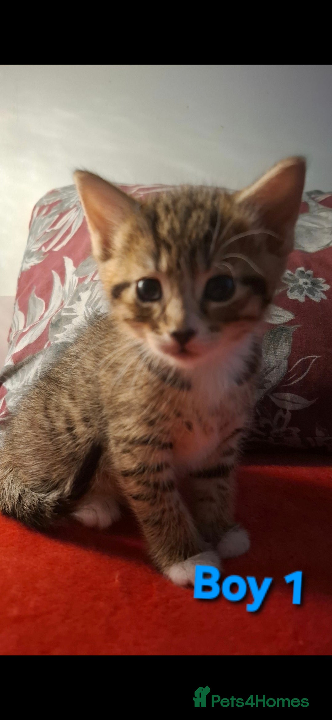 Mixed Breed cats for sale: 3 beautiful kittens for adoption  - Advert 12