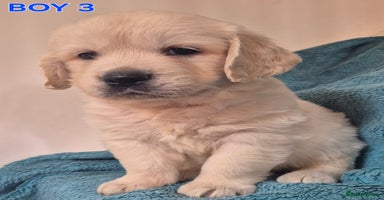 Golden Retriever dogs - Advert 3