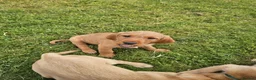 Mixed Breed dogs for sale: ALL REHOMED Vizslador Puppies  - Advert 4