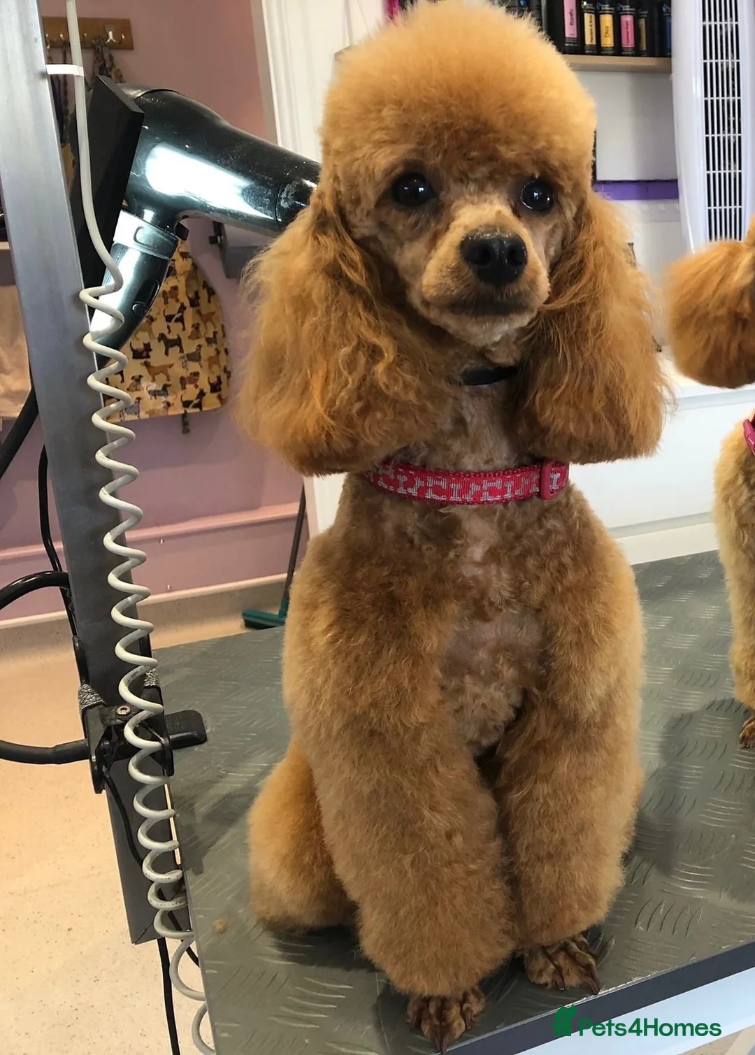 Toy Poodle dogs for sale: KC reg toy poodle puppies - Advert 2