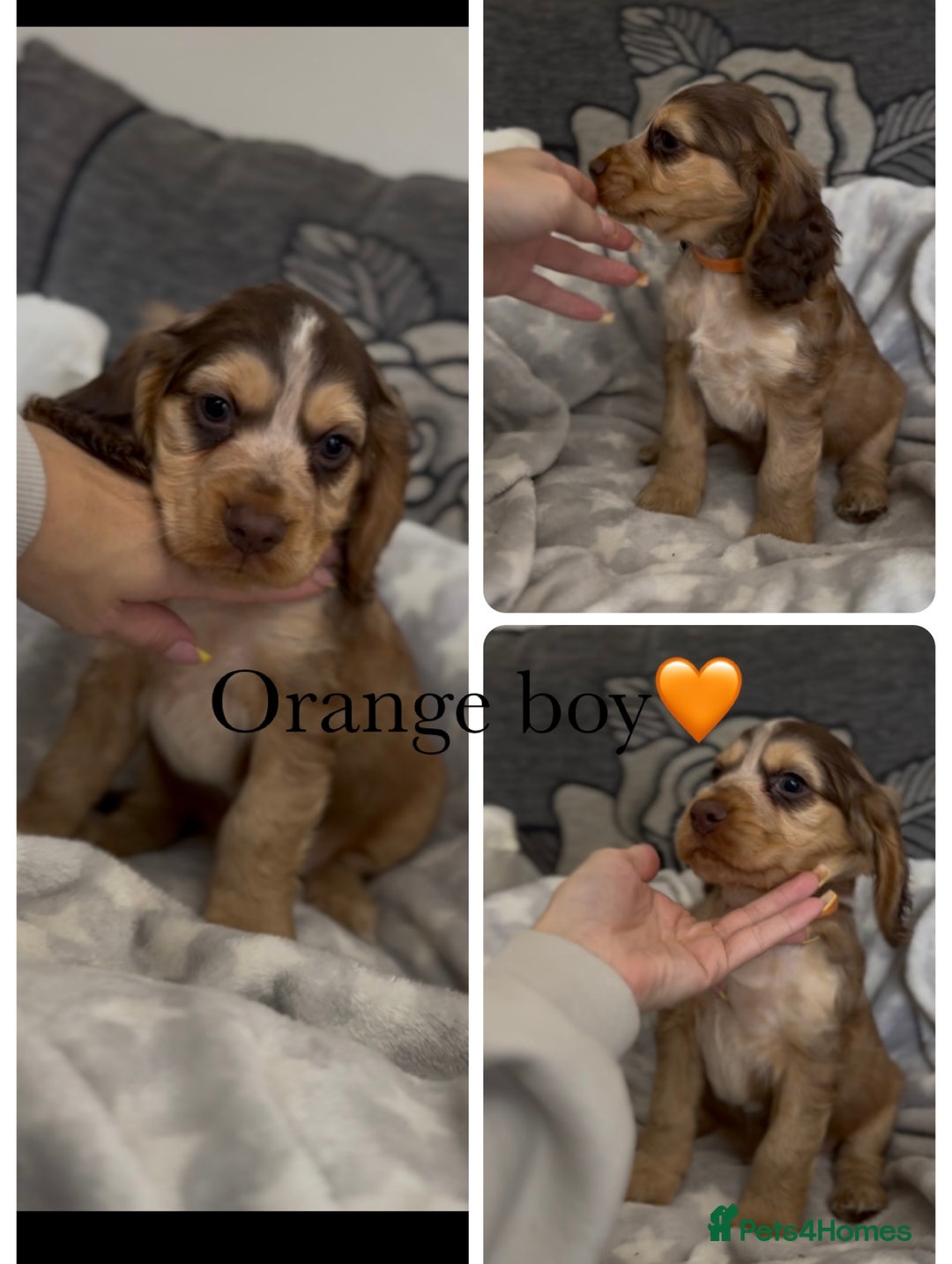Cocker Spaniel dogs for sale: Show cocker spaniel (chocolate sable) - Image 11