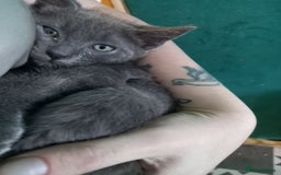 Ragdoll cats for sale: Half ragdoll kitten  - Image 4