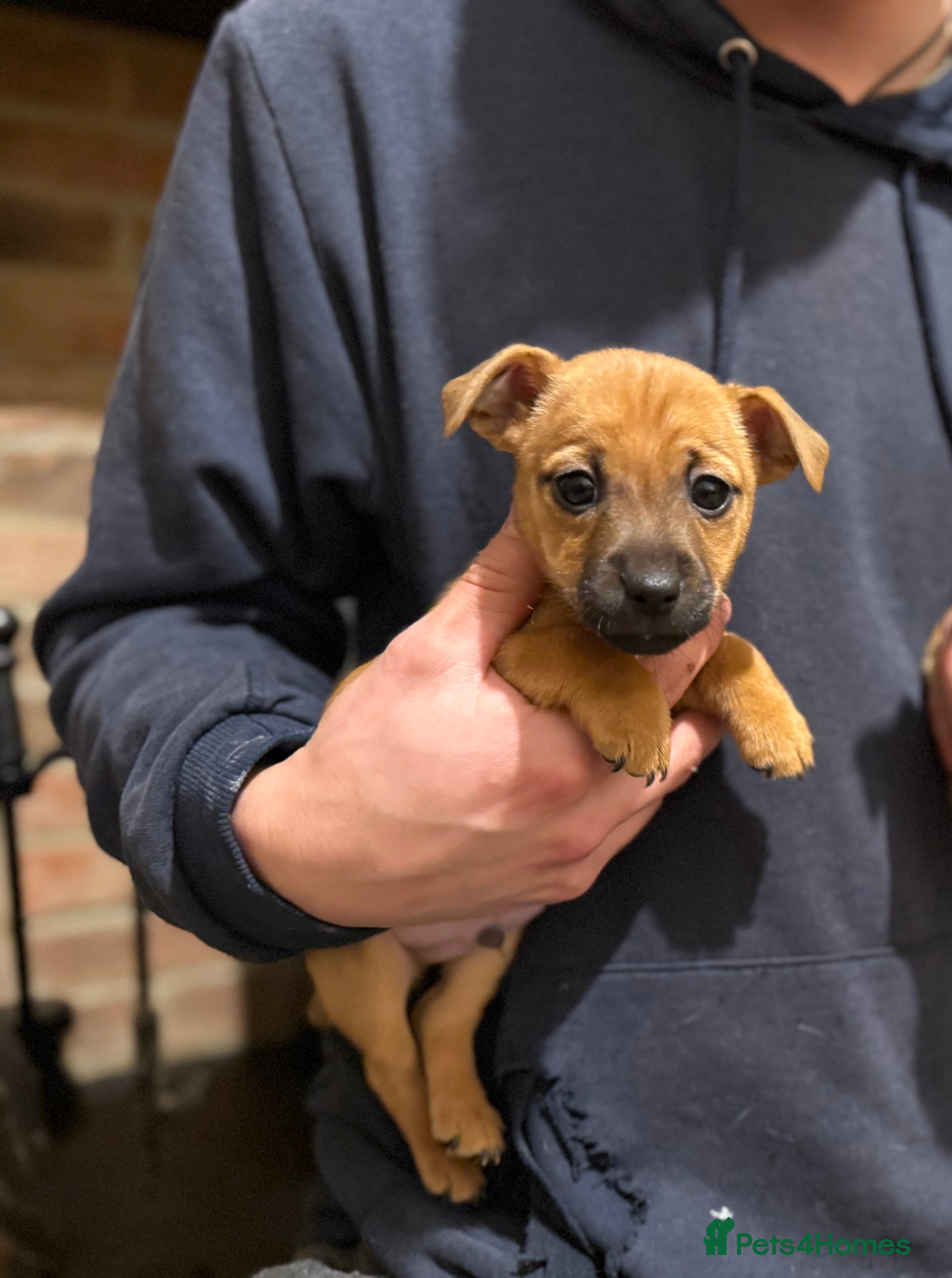 Jack Russell dogs Jack Russell Terrier puppies  - Advert 6
